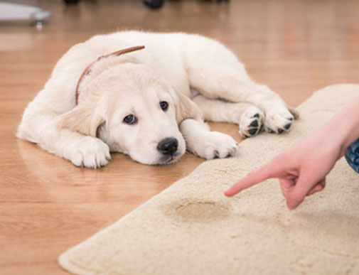 Pet Stains & Odor Removal